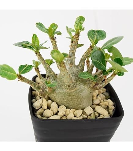 Amazon｜獅子葉 アデニウム ドーセットホーン アデニウム 鉢植えA-44